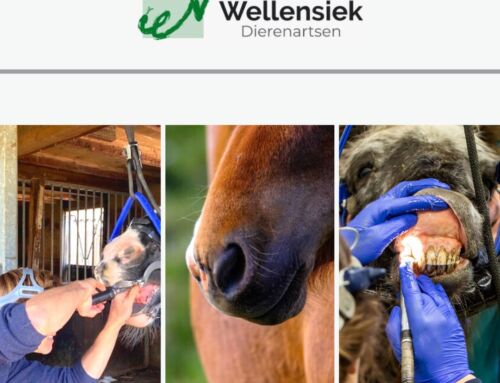 Nieuw: Gebittenspreekuur op de Paardenkliniek
