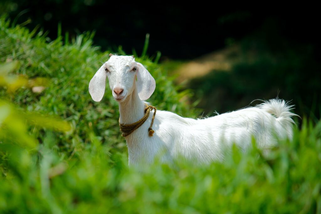WDGeitheader