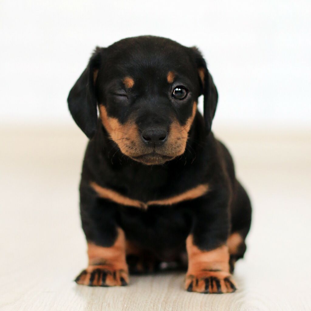 WDhondpup