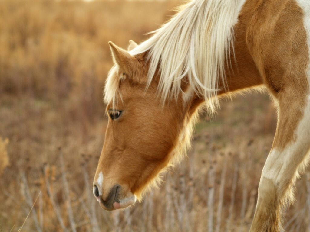 foto paard